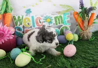 Spot, a male Poodle - Toy  for sale in Ocala, FL – Photo 2 of 2