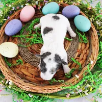 Spot, a male Poodle - Toy  for sale in Ocala, FL – Photo 2 of 2