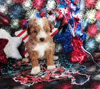 Flash, a male Poodle - Toy  for sale in Ocala, FL – 2 of 2