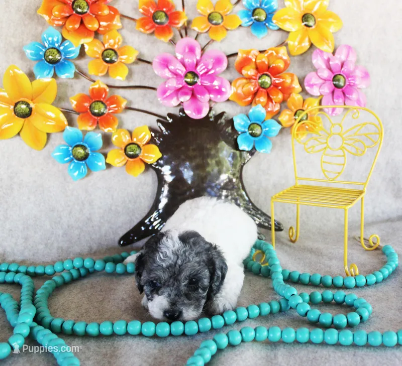 Simon – Poodle - Toy  puppy for sale in Ocala, FL