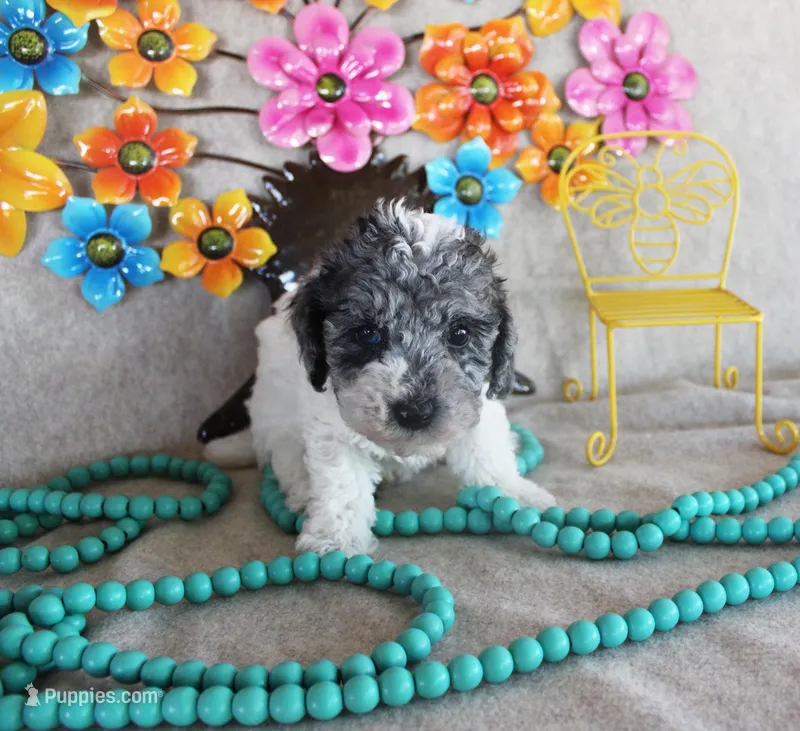 Simon – Poodle - Toy  puppy for sale in Ocala, FL