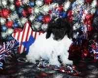 Selina, a female Poodle - Toy  for sale in Ocala, FL – 3 of 4