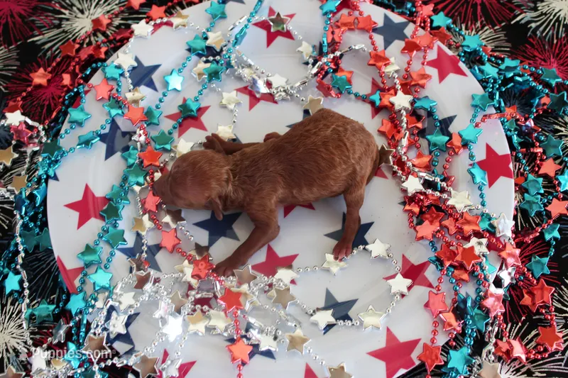 Penny, a female Poodle - Toy  for sale in Ocala, FL – 1 of 1