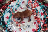 Penny, a female Poodle - Toy  for sale in Ocala, FL – 1 of 1