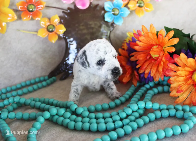 Dottie – Poodle - Toy  puppy for sale in Ocala, FL