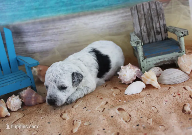 Dottie – Poodle - Toy  puppy for sale in Ocala, FL