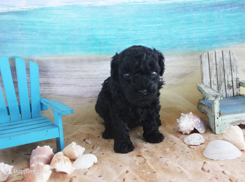 Ember – Poodle - Toy  puppy for sale in Ocala, FL