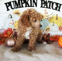 Rusty, a male Poodle - Toy  for sale in Ocala, FL – 1 of 4