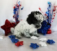 Monte , a female Poodle - Toy  for sale in Ocala, FL – 3 of 3