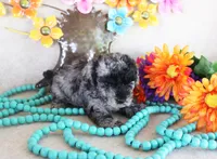 fancy, a female Poodle - Toy  for sale in Ocala, FL – 2 of 3