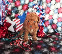 Tex, a male Poodle - Toy  for sale in Ocala, FL – 2 of 2