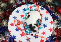Tito, a male Poodle - Toy  for sale in Ocala, FL – 1 of 2