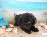 Hershey, a male Poodle - Toy  for sale in Ocala, FL – 1 of 3