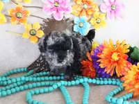 fancy, a female Poodle - Toy  for sale in Ocala, FL – 3 of 3