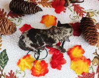 Amber, a female Poodle - Toy  for sale in Ocala, FL – 1 of 2
