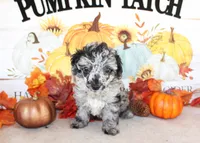 Moon, a male Poodle - Toy  for sale in Ocala, FL – 1 of 2