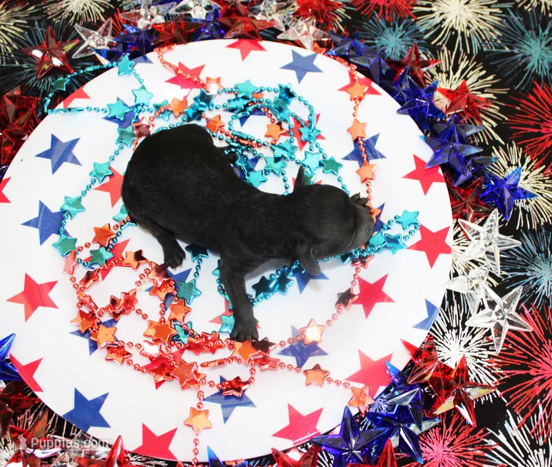 Ember – Poodle - Toy  puppy for sale in Ocala, FL