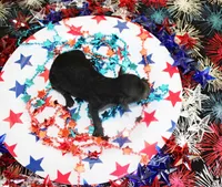 Ember, a female Poodle - Toy  for sale in Ocala, FL – 1 of 1