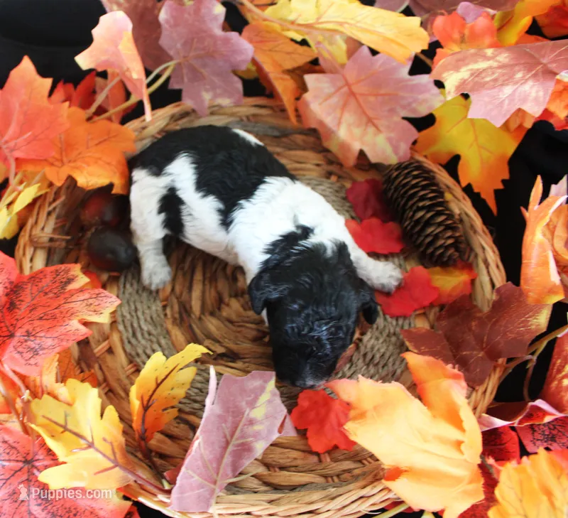 Tommy – Poodle - Toy  puppy for sale in Ocala, FL