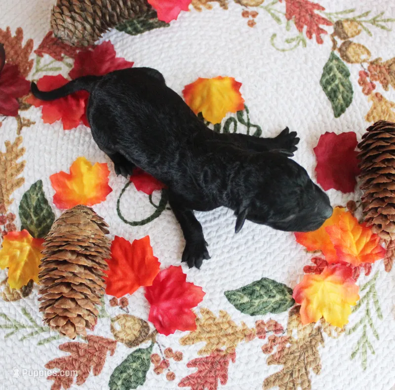 Obsidian – Poodle - Toy  puppy for sale in Ocala, FL