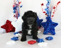 Teacup Cole, a male Poodle - Toy  for sale in Ocala, FL – 2 of 3