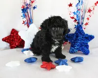 Teacup Cole, a male Poodle - Toy  for sale in Ocala, FL – 3 of 3
