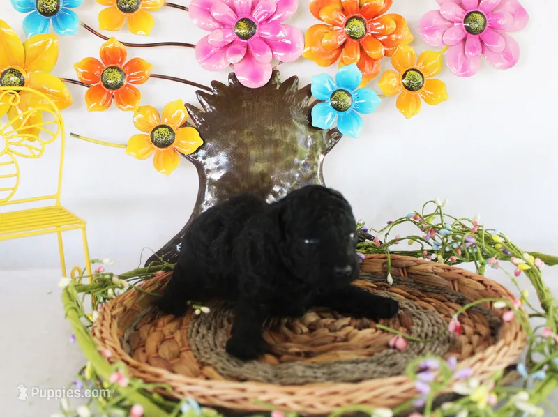 Lance – Poodle - Toy  puppy for sale in Ocala, FL