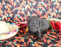 Hershey, a male Poodle - Toy  for sale in Ocala, FL – 2 of 2