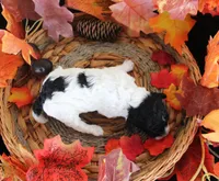 Cassy, a female Poodle - Toy  for sale in Ocala, FL – 2 of 2