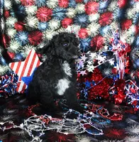 Teacup Cole, a male Poodle - Toy  for sale in Ocala, FL – 4 of 4