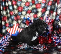 Teacup Cole, a male Poodle - Toy  for sale in Ocala, FL – 3 of 4