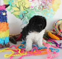 Timmy, a male Poodle - Toy  for sale in Ocala, FL – Photo 4 of 4