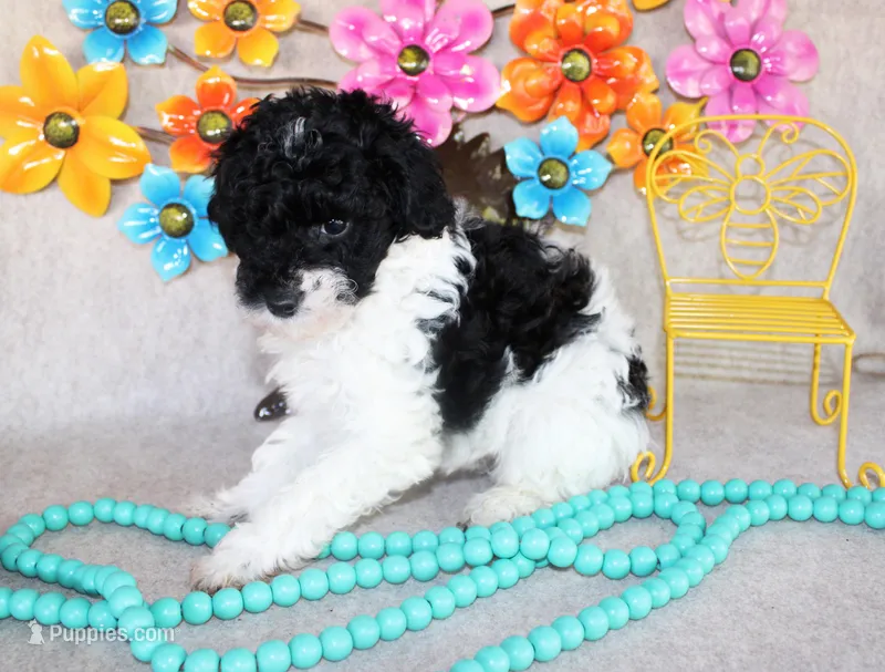 Timmy – Poodle - Toy  puppy for sale in Ocala, FL