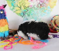 Timmy, a male Poodle - Toy  for sale in Ocala, FL – Photo 2 of 4