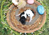 Timmy, a male Poodle - Toy  for sale in Ocala, FL – Photo 2 of 2