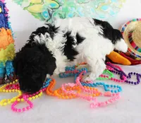Timmy, a male Poodle - Toy  for sale in Ocala, FL – Photo 3 of 4