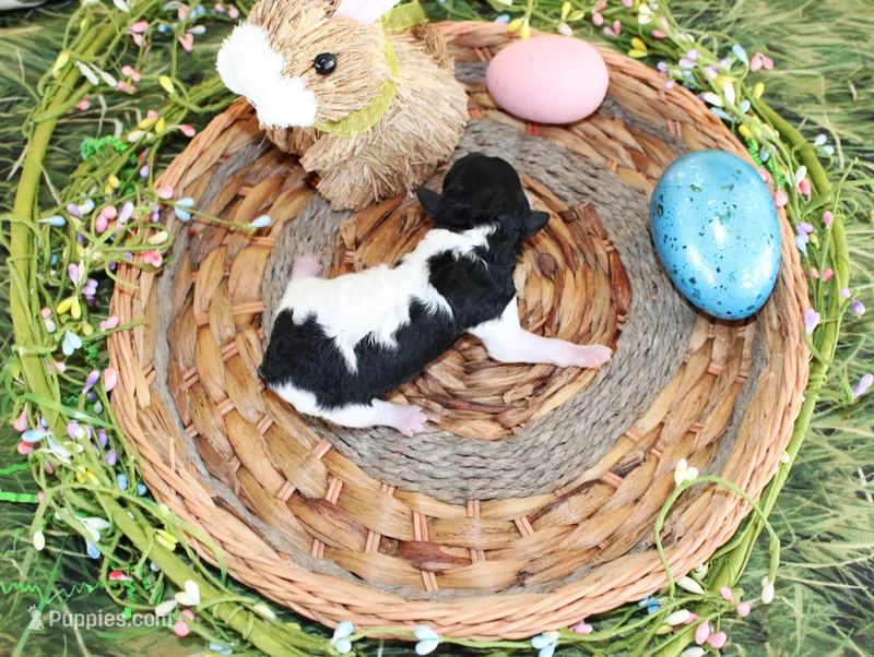 Timmy – Poodle - Toy  puppy for sale in Ocala, FL