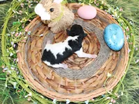 Timmy, a male Poodle - Toy  for sale in Ocala, FL – Photo 1 of 2