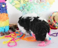 Timmy, a male Poodle - Toy  for sale in Ocala, FL – Photo 1 of 4