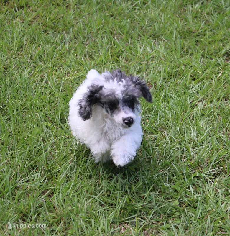 Spot – Poodle - Toy  puppy for sale in Ocala, FL