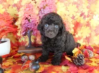 Coco, a female Poodle - Toy  for sale in Ocala, FL – 2 of 2
