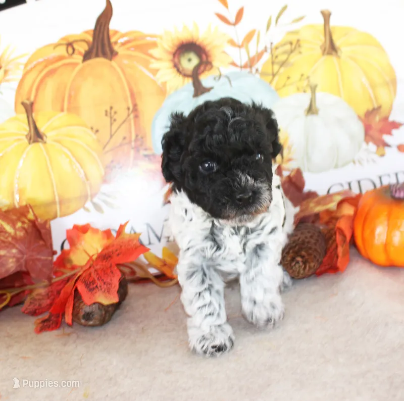 Tank – Poodle - Toy  puppy for sale in Ocala, FL