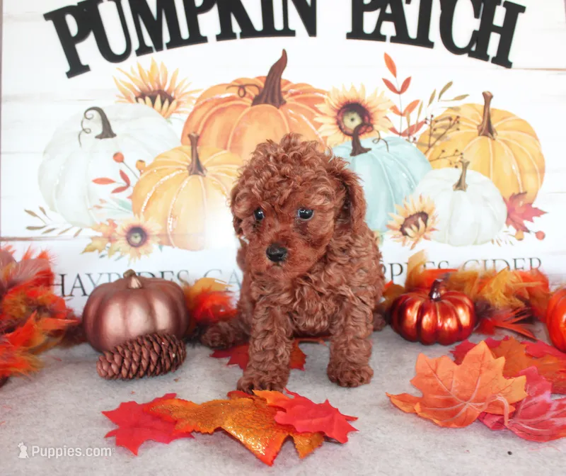 Rosie – Poodle - Toy  puppy for sale in Ocala, FL
