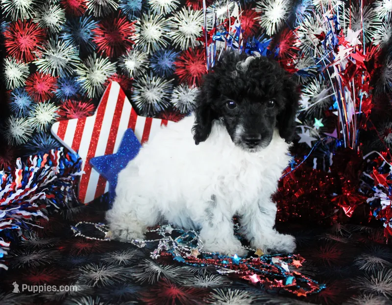 Selina, a female Poodle - Toy  for sale in Ocala, FL – 1 of 4