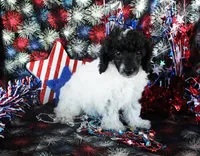 Selina, a female Poodle - Toy  for sale in Ocala, FL – 1 of 4