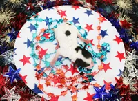 Splash, a male Poodle - Toy  for sale in Ocala, FL – 1 of 2