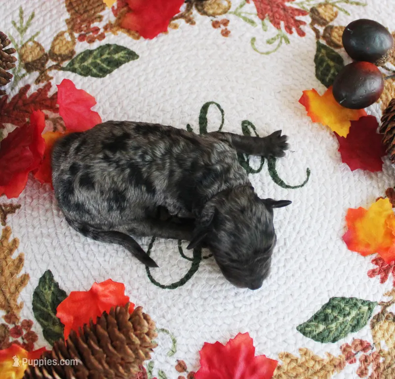 Crystal – Poodle - Toy  puppy for sale in Ocala, FL