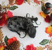 Crystal, a female Poodle - Toy  for sale in Ocala, FL – 1 of 2