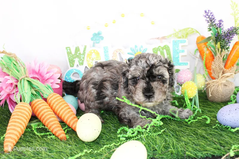 Marlo – Poodle - Toy  puppy for sale in Ocala, FL