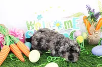 Marlo, a male Poodle - Toy  for sale in Ocala, FL – Photo 2 of 2